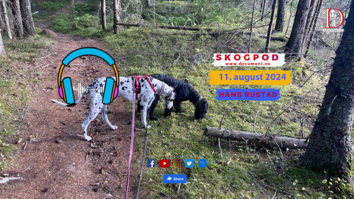 Skogpod 11. august 2024