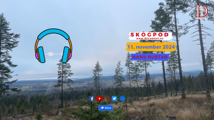 Skogpod  11. november 2024