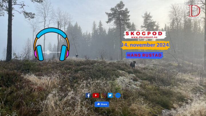 Skogpod  14. november 2024