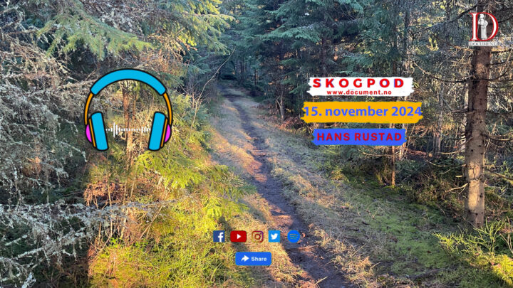 Skogpod  15. november 2024