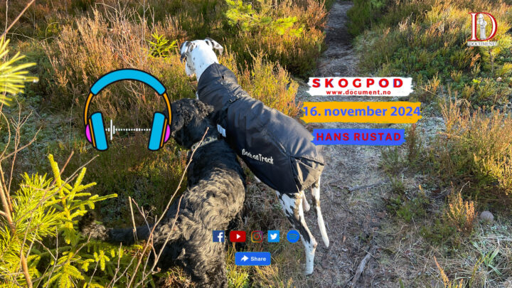 Skogpod  16. november 2024