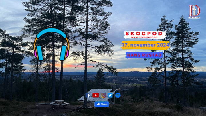 Skogpod  17. november 2024