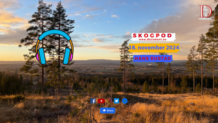 Skogpod  18. november 2024