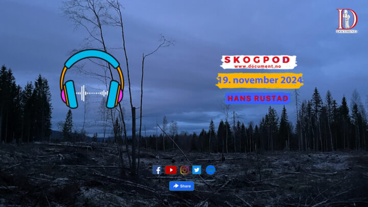 Skogpod  19. november 2024