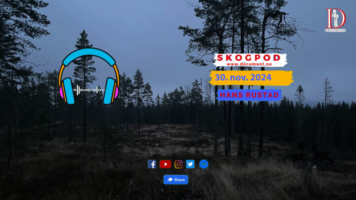 Skogpod  30. november 2024