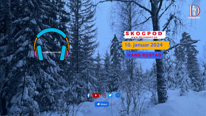 Skogpod 10. januar 2025