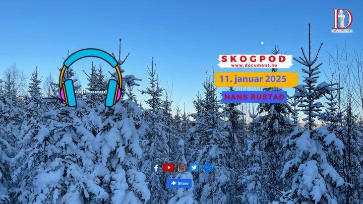 Skogpod 11. januar 2025