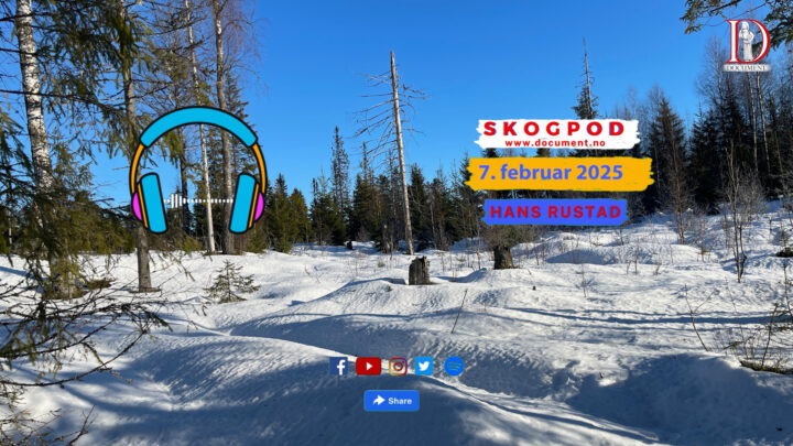 Skogpod  7. februar 2025