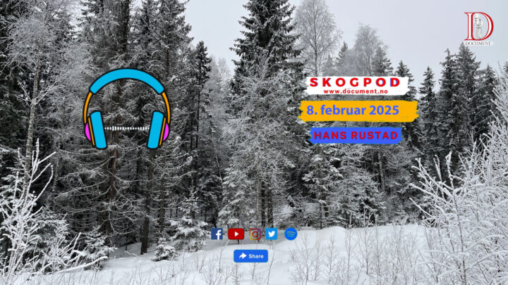 Skogpod  8. februar 2025