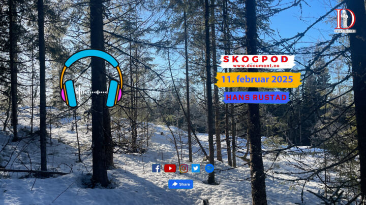 Skogpod  11. februar 2025