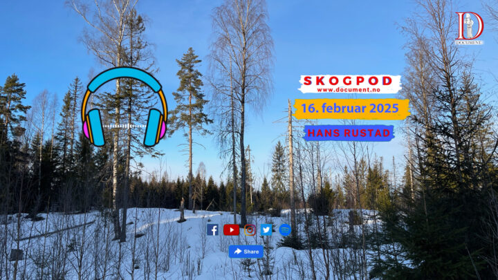 Skogpod  16. februar 2025