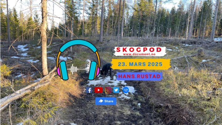 Skogpod 23. mars 2025