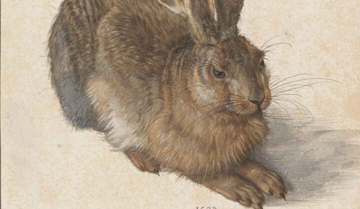 Ung hare (1502).