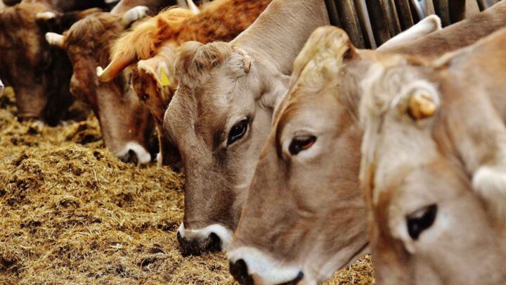 Bovaer tvangsinnført: 70 prosent av bønder melder om syke kyr og mindre melk
