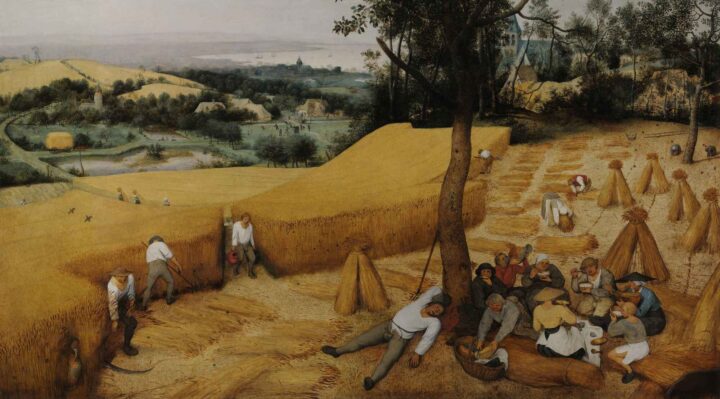 Innhøsting av korn (1565).
