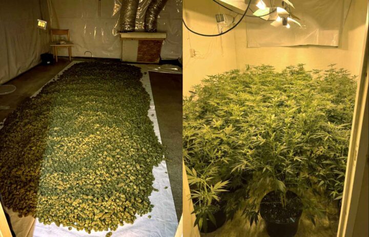 Litauere dømt etter mafia&shy;para&shy;grafen for canna&shy;bis&shy;plantasjer
