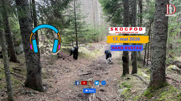Skogpod 17. mai 2026