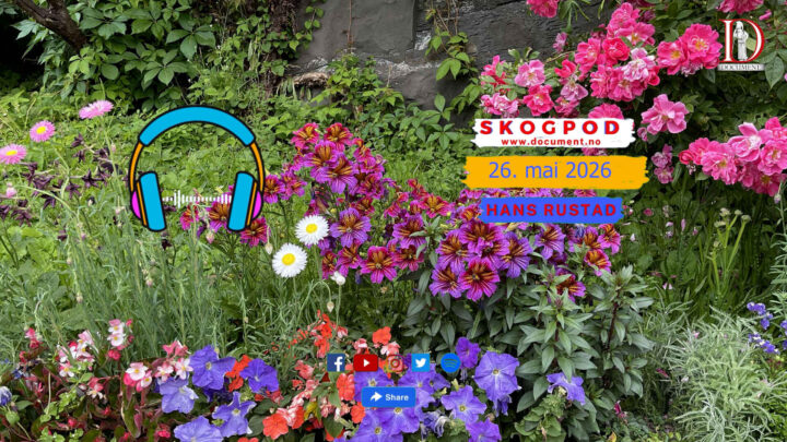 Skogpod 26. mai 2026