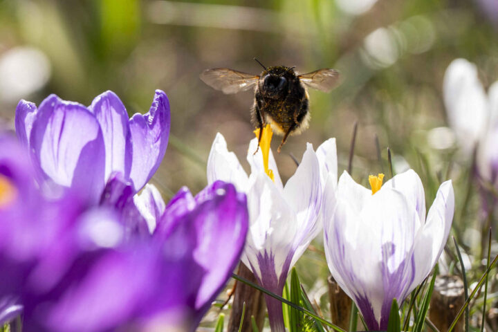 Naturen melder sin ankomst