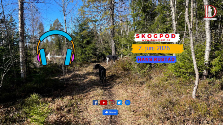 Skogpod 7. juni 2026